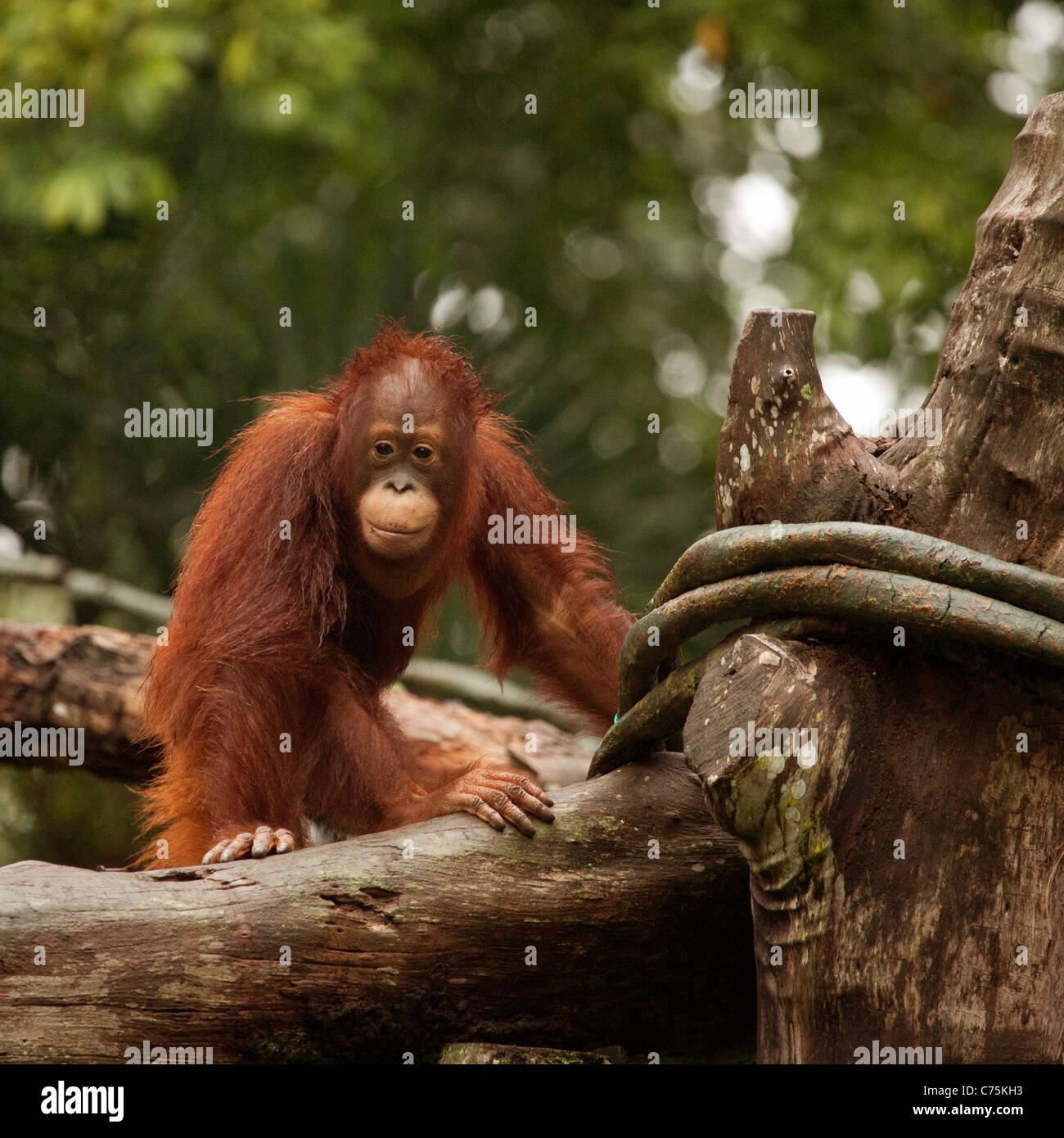 Bornean Orangutan (Pongo pygmaeus) at Singapore zoo, Singapore asia Stock Photo
