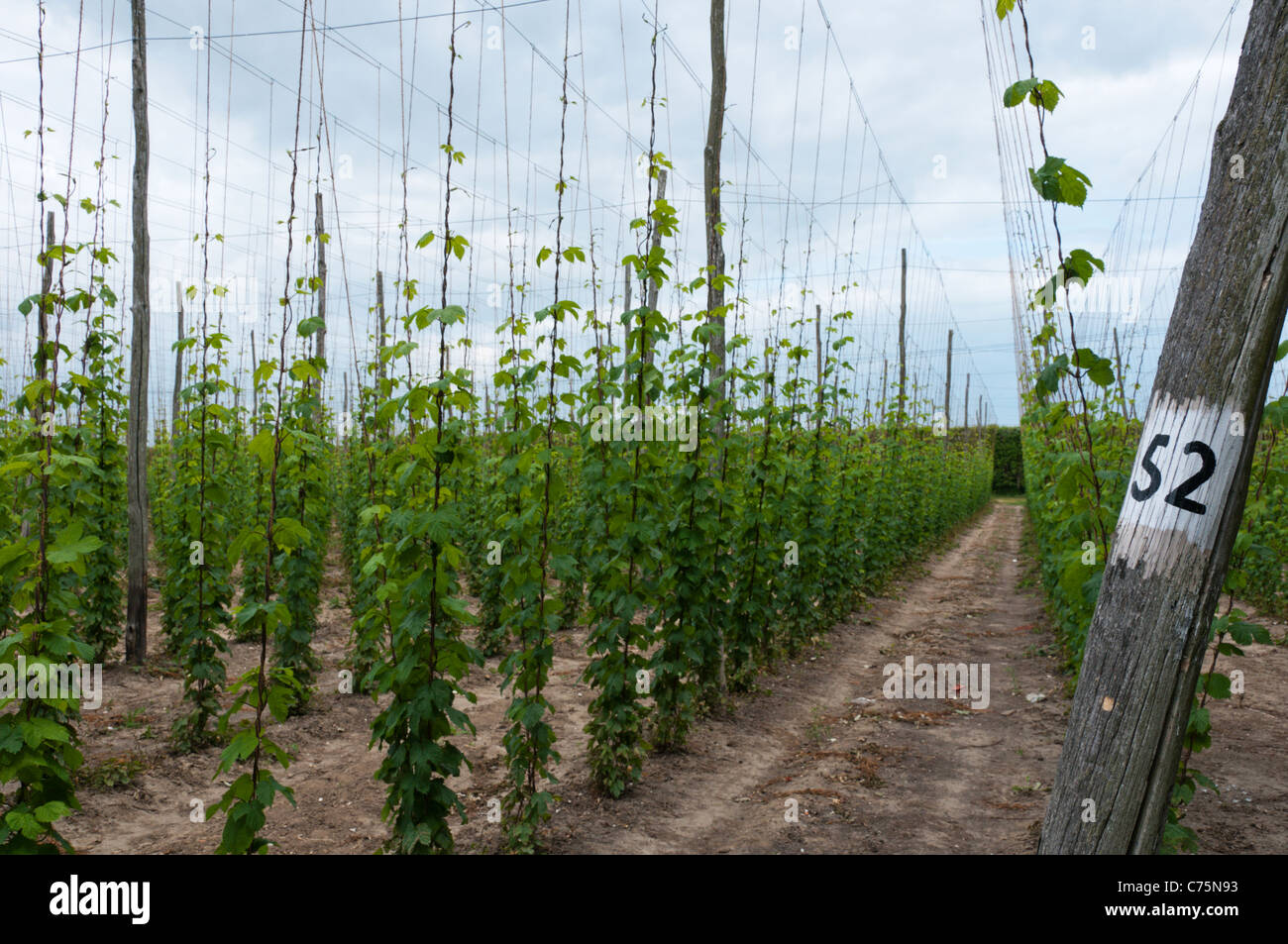 Hops on poles in a hop field in the Kent countryside Stock Photo Alamy
