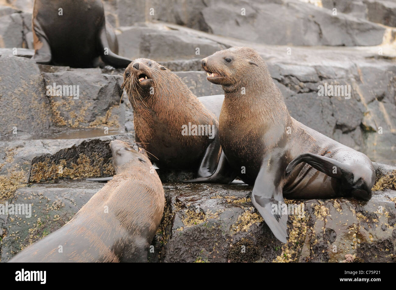 australian-fur-seal-arctocephalus-pusillus-photographed-in-tasmania