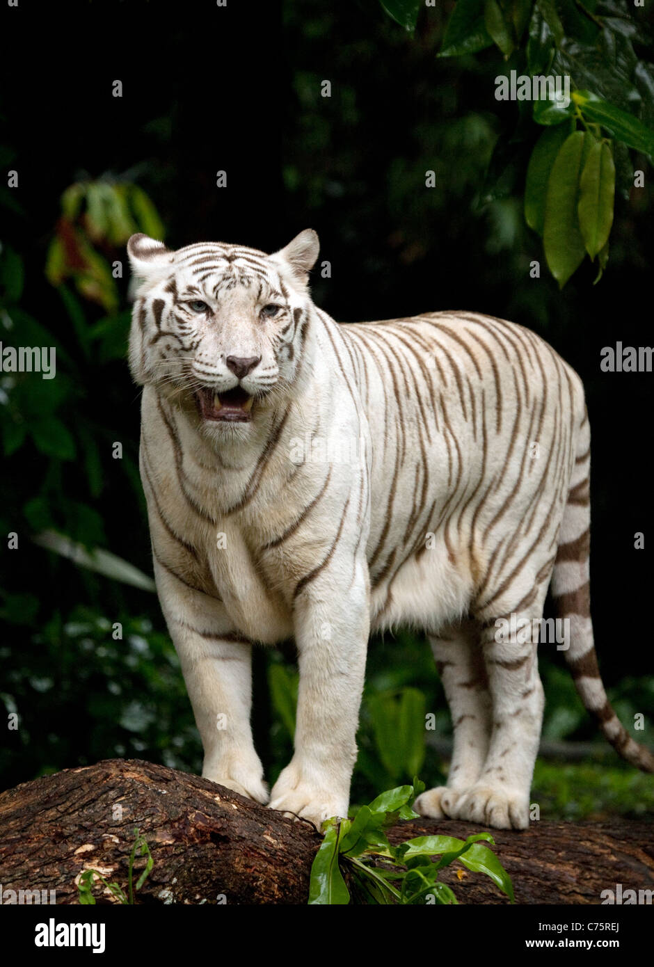 A white tiger standing (Panthera Tigris) in Singapore Zoo, Singapore, Asia Stock Photo