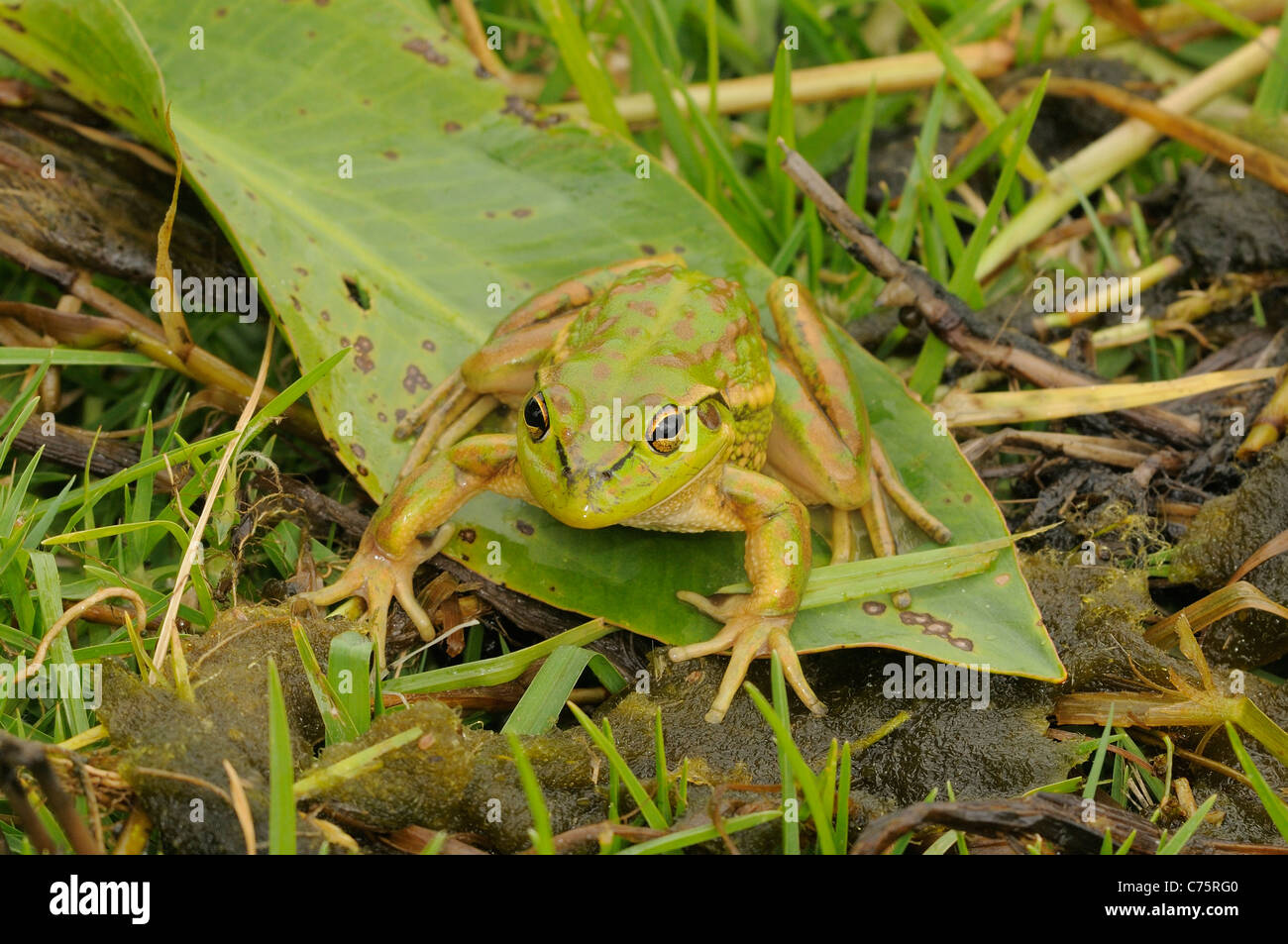 Green and Golden Bell Frog Litoria aurea Endangered species Photographed in Tasmania, Australia Stock Photo