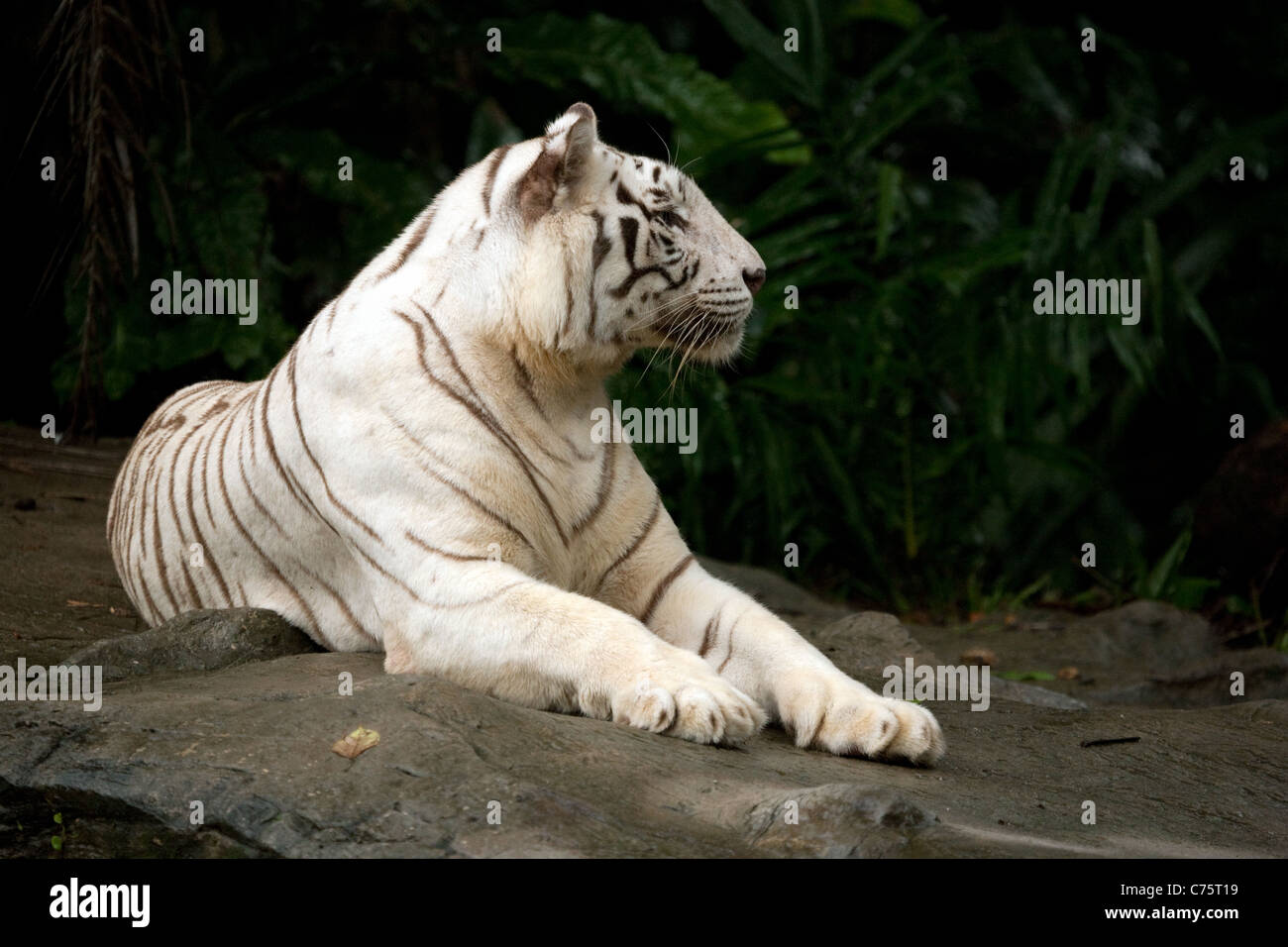 A white tiger lying down (Panthera Tigris) in Singapore Zoo, Singapore, Asia Stock Photo