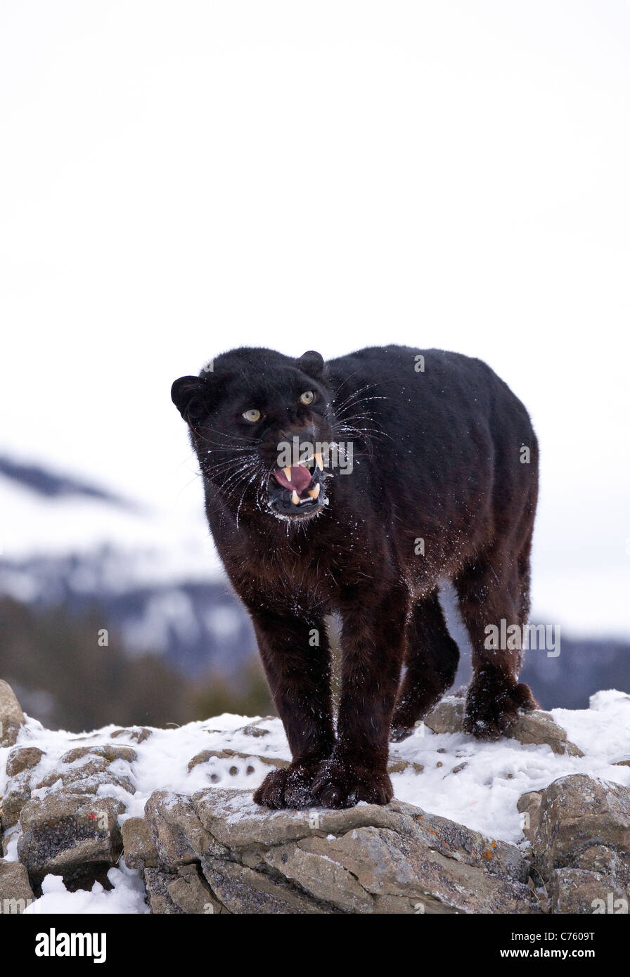 Black Panther standing in Snow Stock Photo Alamy
