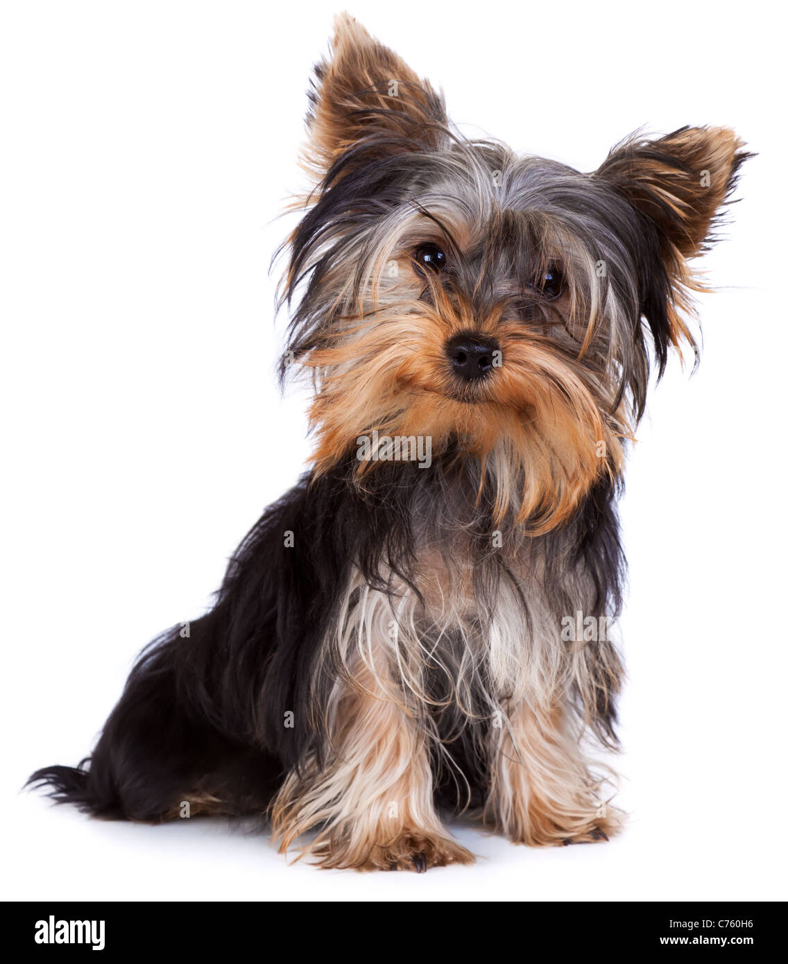 RFC760H6–Yorkshire. terrier looking at the camera in a head shot, against a...