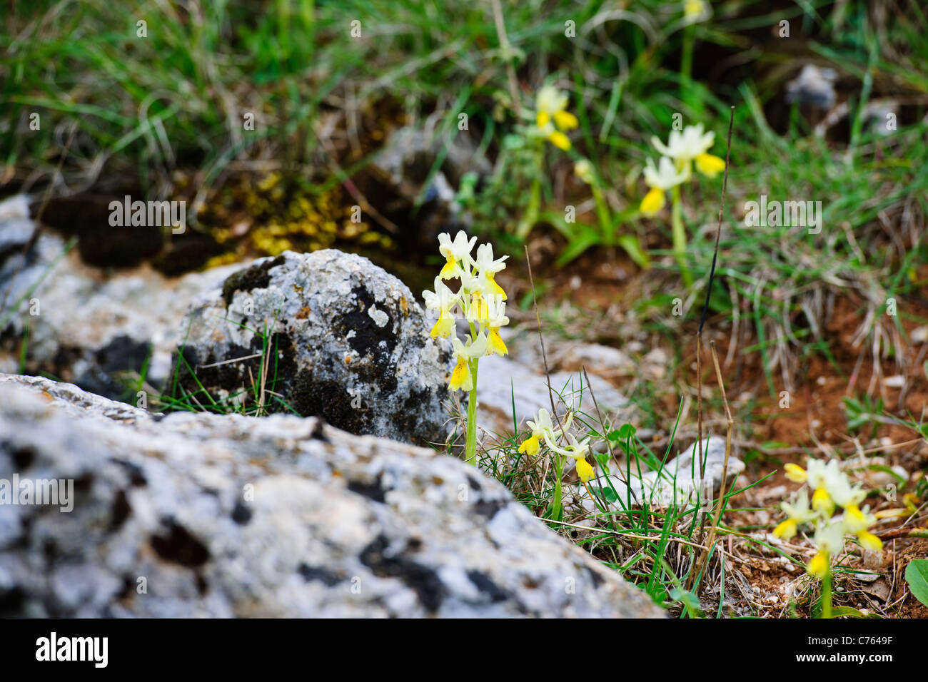 Orchis Pauciflora,Wild Flowers of the Mediterranean & Aegean Islands,,Lasithi Plateau,Aghios Nikolaos,Crete,Greece Stock Photo