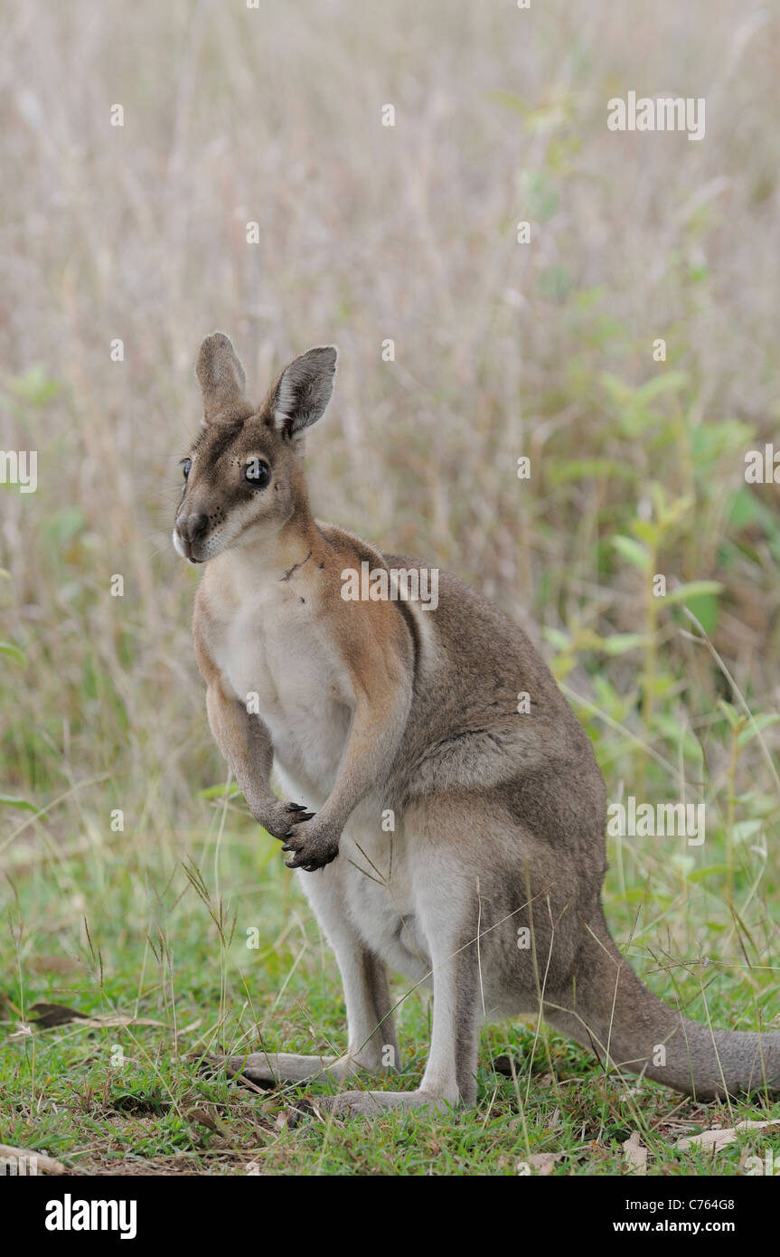 Bridled Nailtail Wallaby Onychogalea fraenata Endangered species Photographed in Queensland Australia Stock Photo