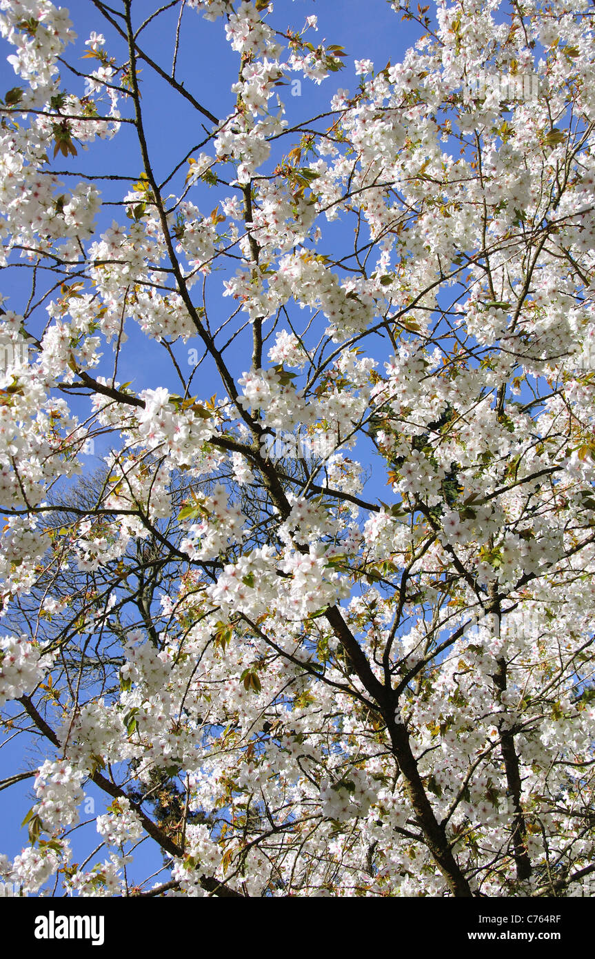 White cherry blossom against a blue sky in portrait format UK Stock Photo