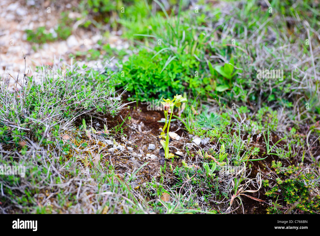 Ophrys Thriptiensis,Orchid,Wild Flowers of the Mediterranean,Aegean,Lasithi Plateau,Mediterranean,Aghios Nikolaos,Crete,Greece Stock Photo