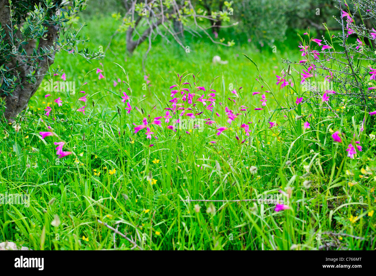 Gladiolae Italicus, Wild Flowers of the Mediterranean,Aegean Islands,Lasithi Plateau, Mediterranean,Aghios Nikolaos,Crete,Greece Stock Photo
