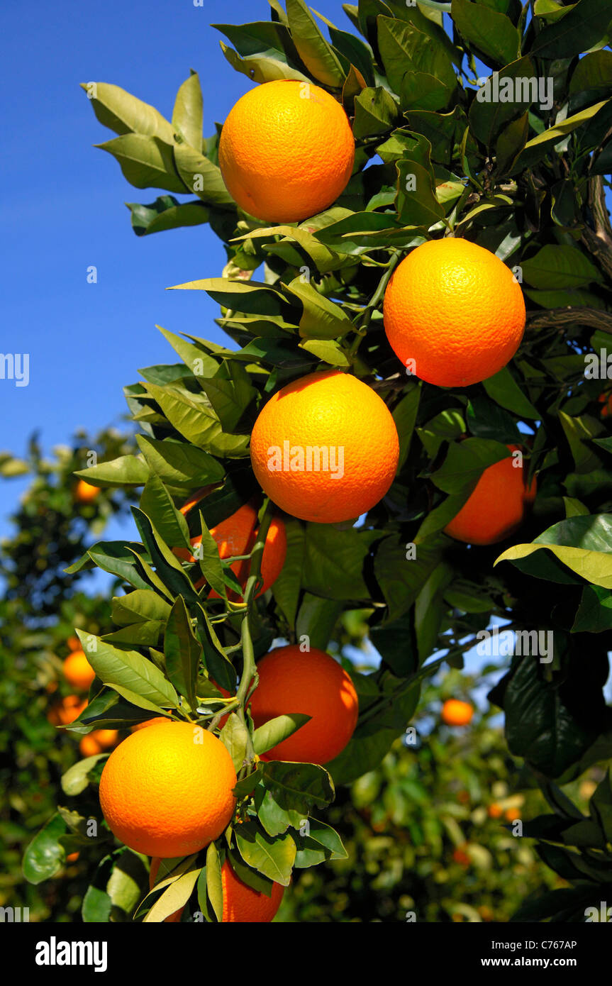 Ripe oranges at the tree on an orange plantation in Citrusdal, Western Cape Province, South Africa Stock Photo