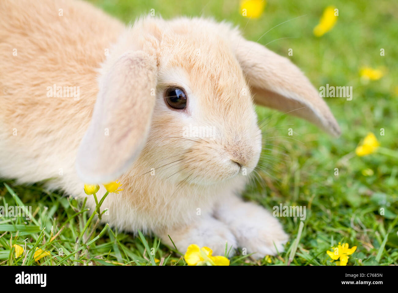 Young Lop Eared Rabbit on Lawn Surrounded by Wild Flowers Stock Photo