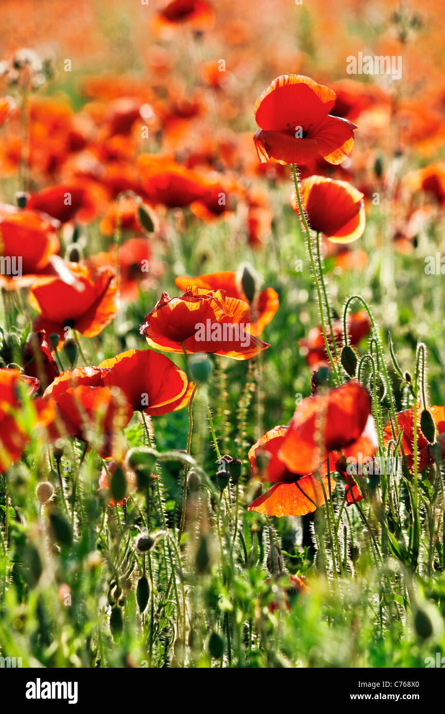 A poppy flower field Stock Photo - Alamy