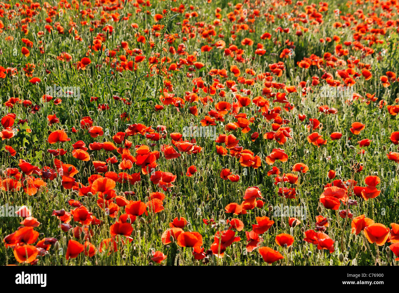 A poppy flower field Stock Photo - Alamy