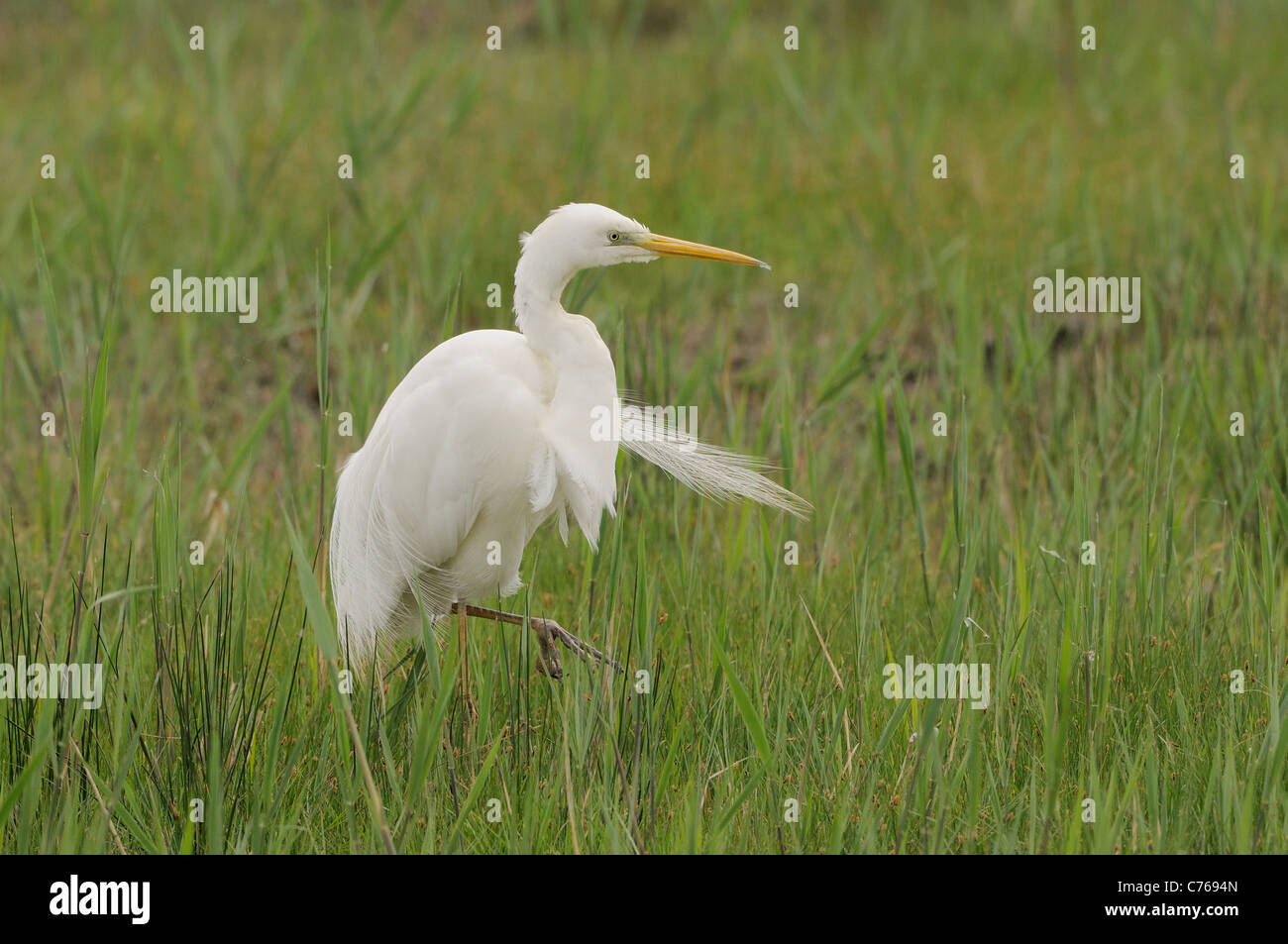 Great White Egret Ardea alba Photographed in the Camargue, France Stock Photo