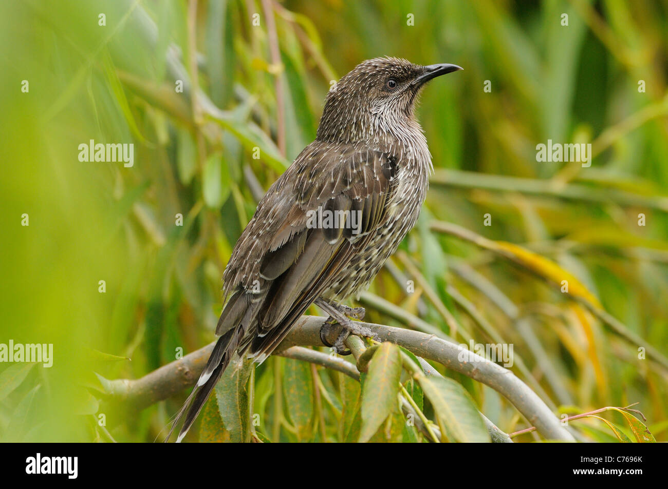 Little Wattlebird Anthochaera chrysoptera Photographed in Tasmania ...