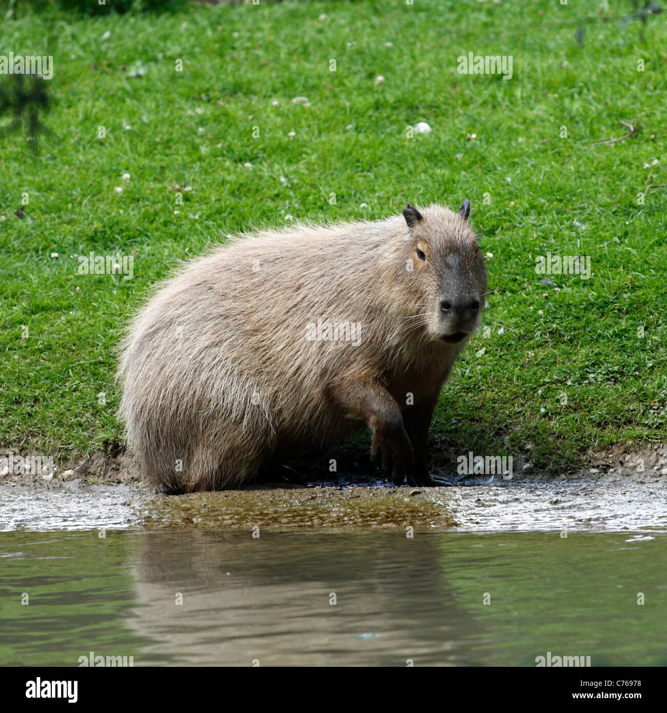 https://c8.alamy.com/comp/C76978/capybara-water-hog-hydrochoerus-hydrochaeris-C76978.jpg