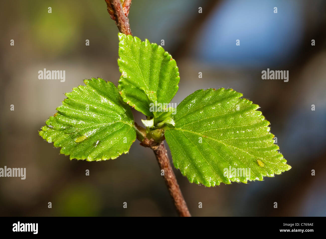 Young birch leaves with aphids. Stock Photo
