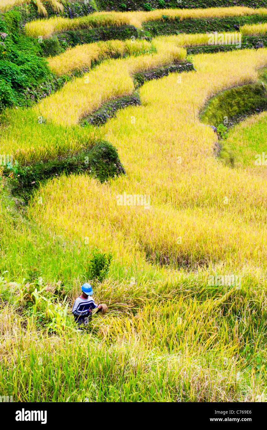 farmer is working in rice field, philippines. Stock Photo