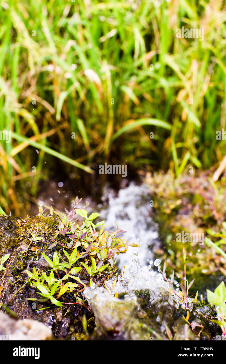a close up of water irrigation systems of rice fields. Stock Photo