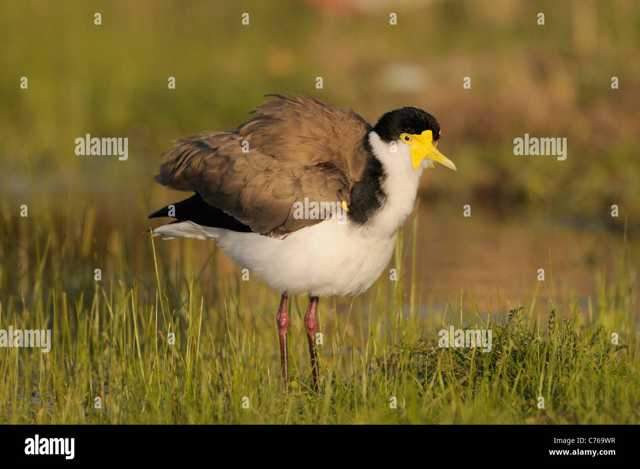 Masked Lapwing Vanellus miles Showing spur on wing Photographed in ACT, Australia Stock Photo