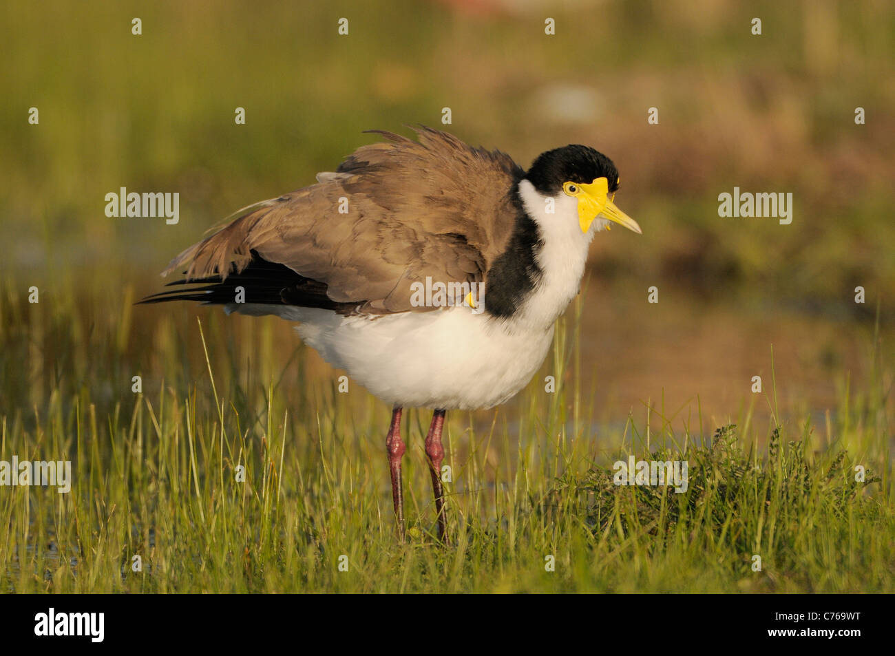 Masked Lapwing Vanellus miles Showing spur on wing Photographed in ACT Australia Stock Photo