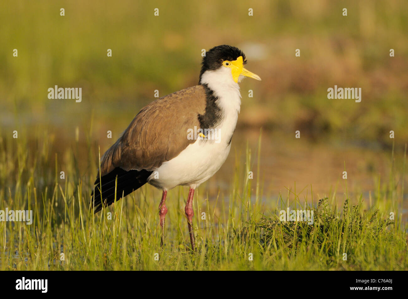 Masked Lapwing Vanellus miles Showing spur on wing Photographed in ACT, Australia Stock Photo
