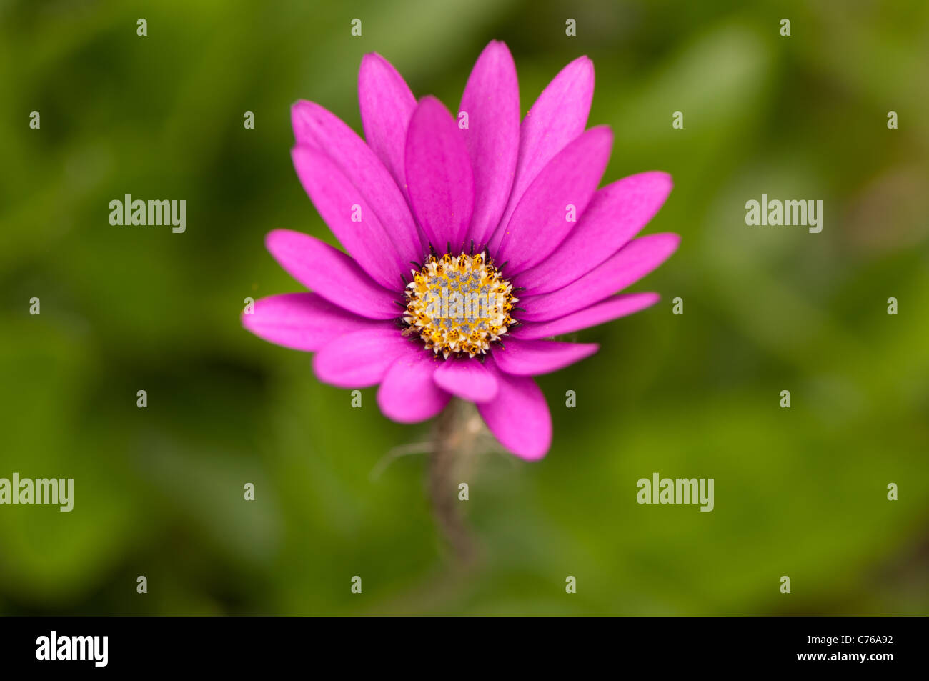 Macro photography of flower Stock Photo - Alamy