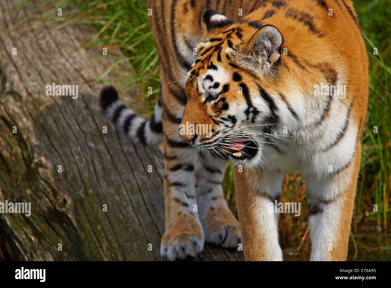 Siberian tiger standing on a fallen tree Stock Photo