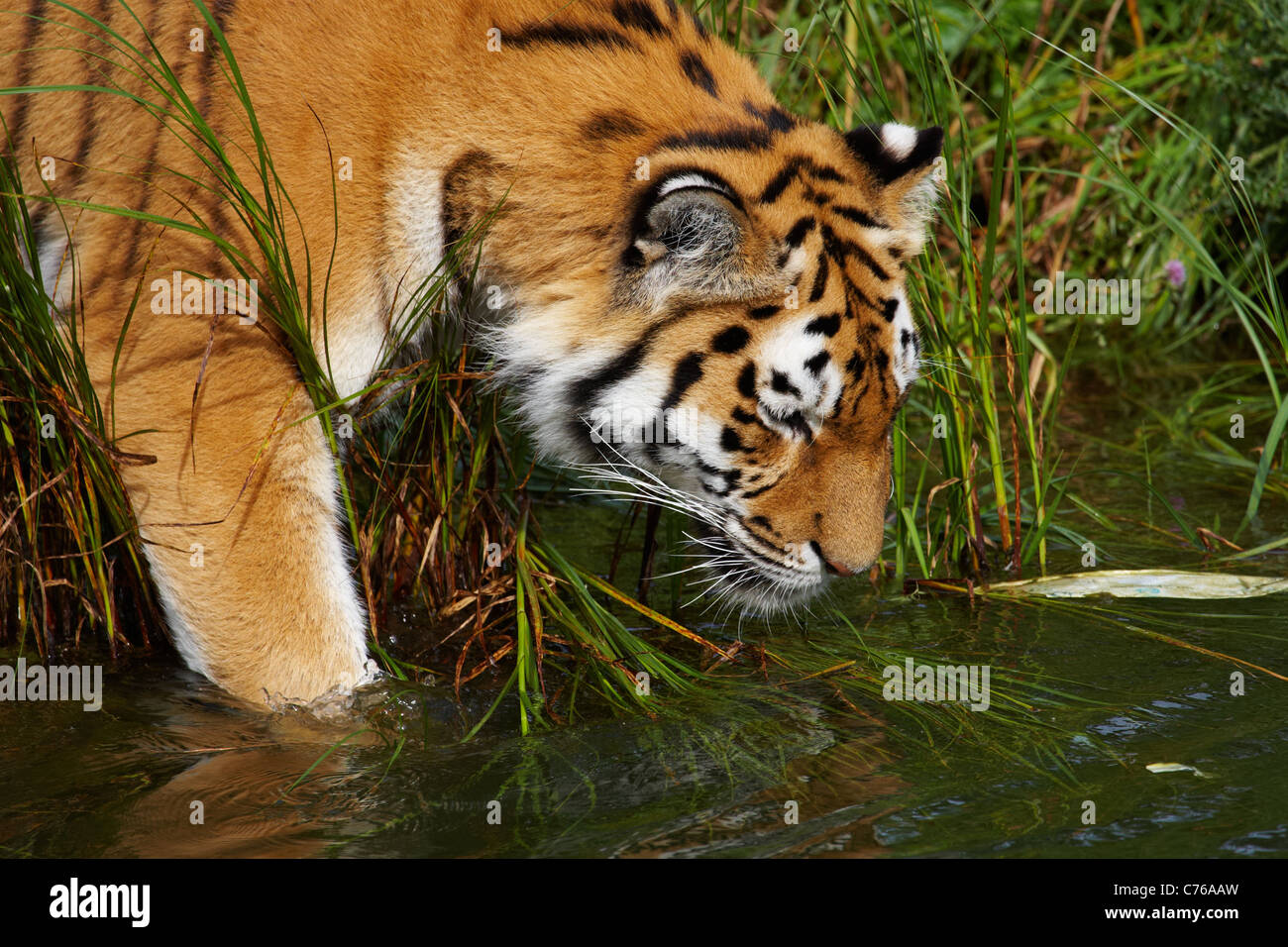 Closeup portrait of a Siberian tiger going into the water Stock Photo