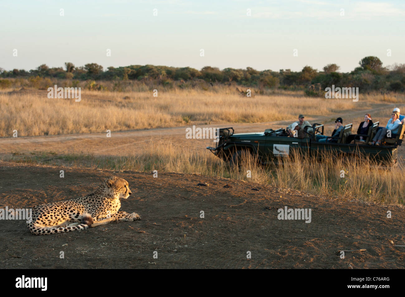 Tourists watching a Cheetah (Acinonyx jubatus), Phinda Game Reserve, South Africa Stock Photo