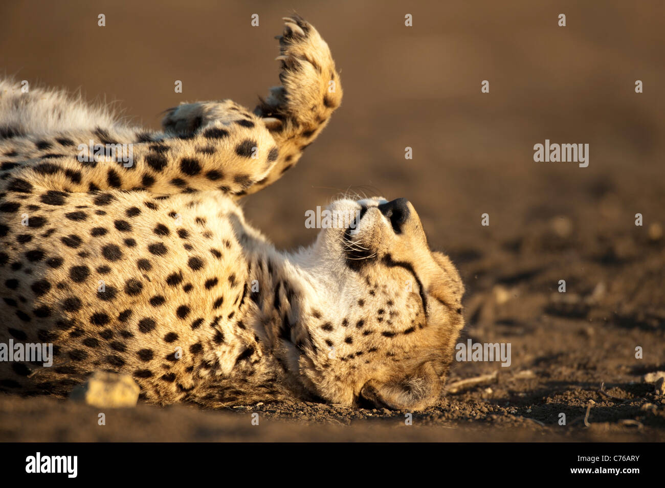 Cheetah (Acinonyx jubatus), Phinda Game Reserve, South Africa Stock Photo