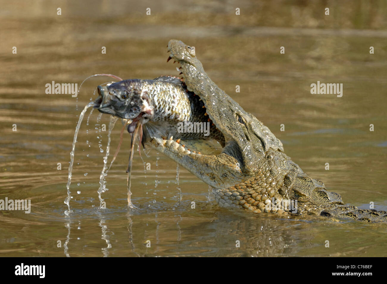 Nile crocodile killing fish hires stock photography and images Alamy