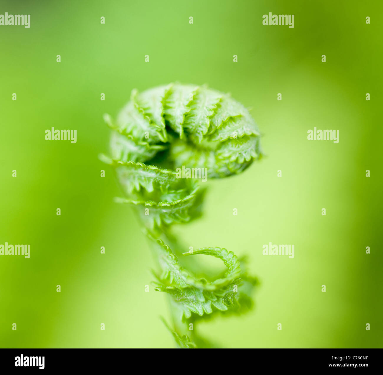 Curled up close up of a fern hi-res stock photography and images - Alamy