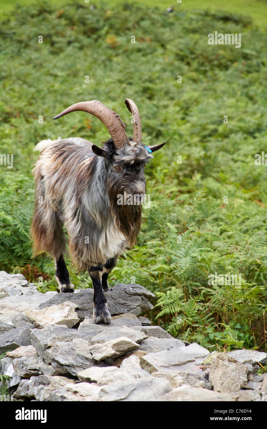 Cheviot goat, wild feral goat, standing on wall at Valley of the Rocks, Lynton, Exmoor, Devon UK