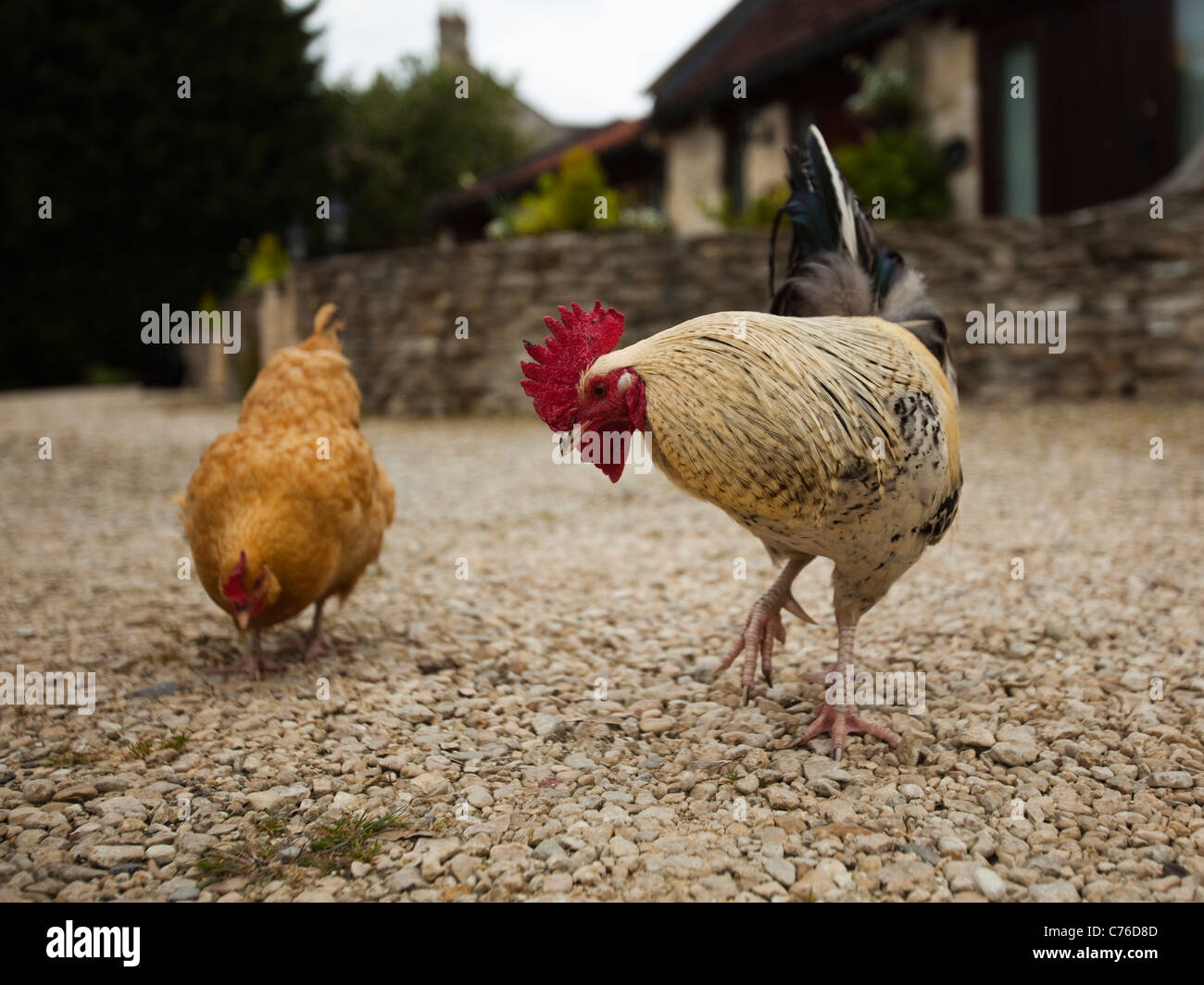 UK, London, Rooster and chicken Stock Photo