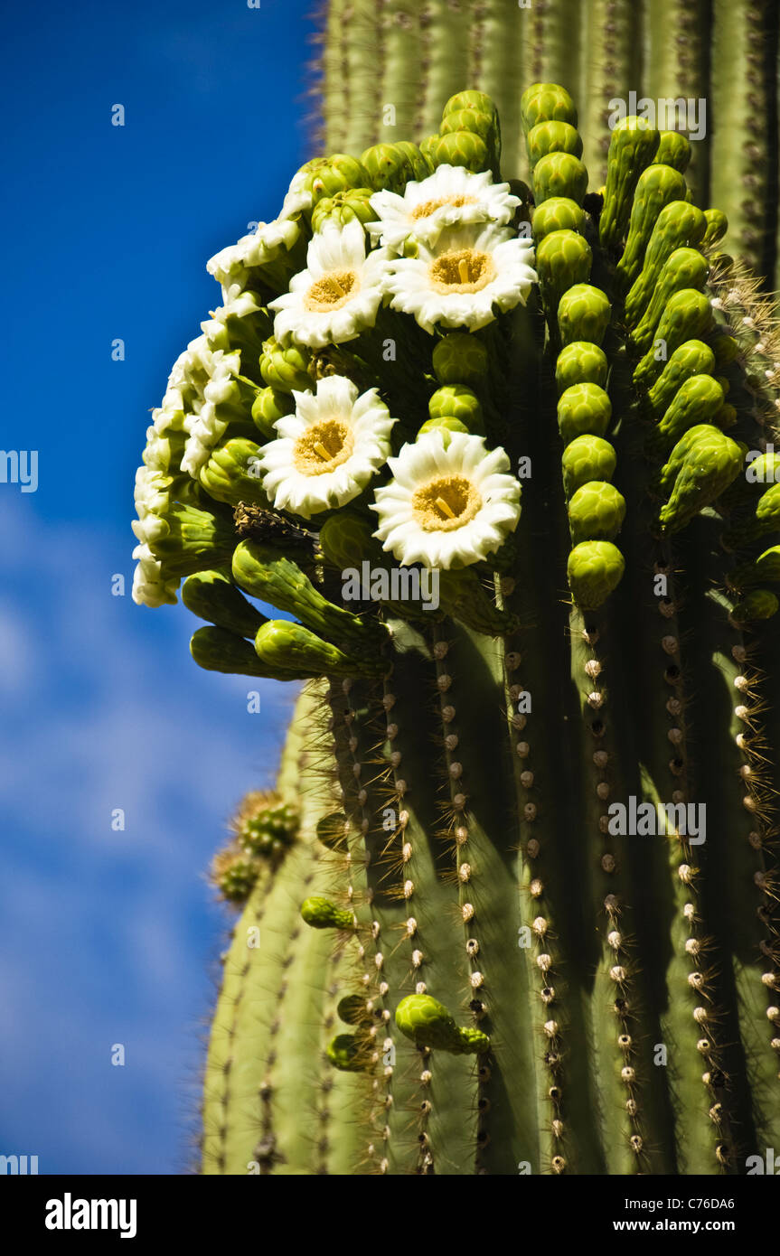 The Saguaro, pronounced 'sah-wah-roh', (Carnegiea gigantea) is a large, tree-sized cactus species in the monotypic  Carnegiea. Stock Photo