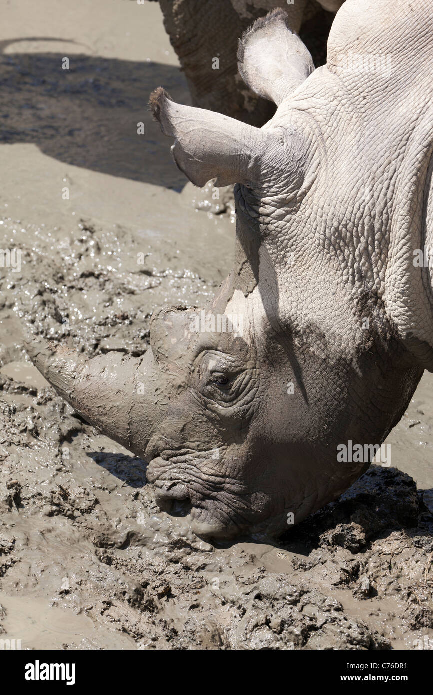 Cotswolds Wildlife Park - mud wallowing Rhinoceros 2 Stock Photo - Alamy