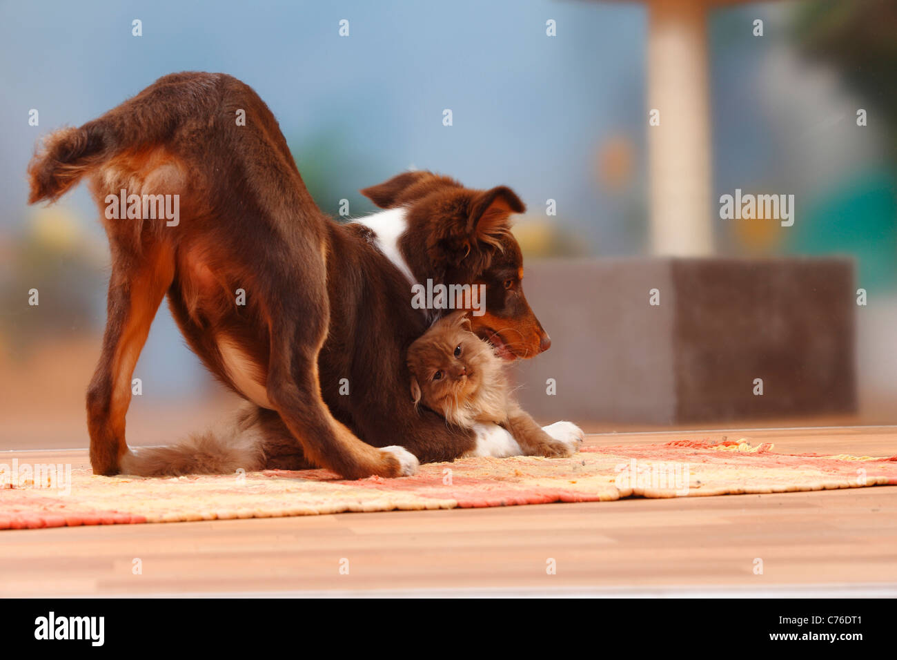 Australian Shepherd, red-tri, 5 months, and Britisch Longhair Cat / Highlander, Lowlander, Britanica Stock Photo