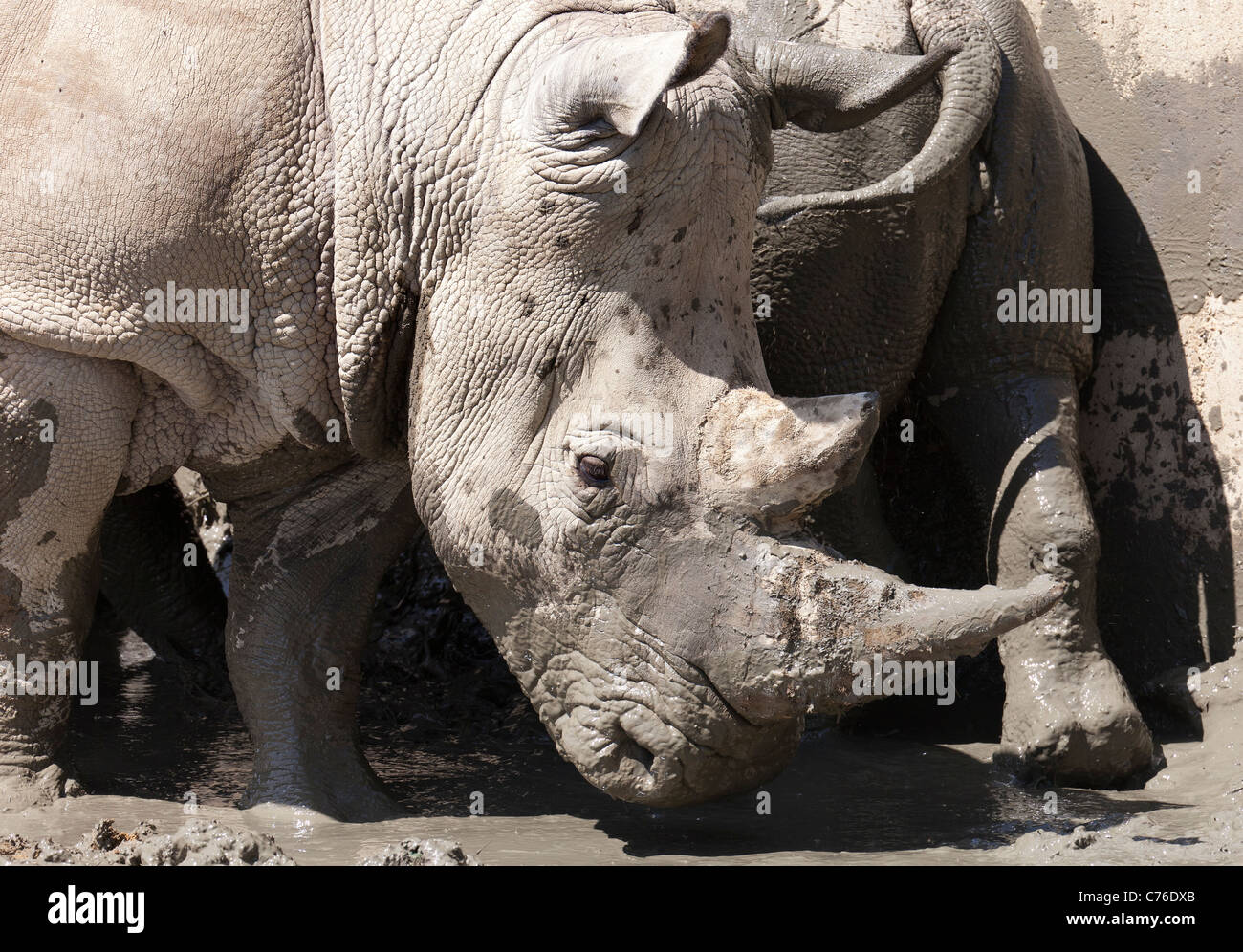 Cotswolds Wildlife Park - mud wallowing Rhinoceros 6 Stock Photo