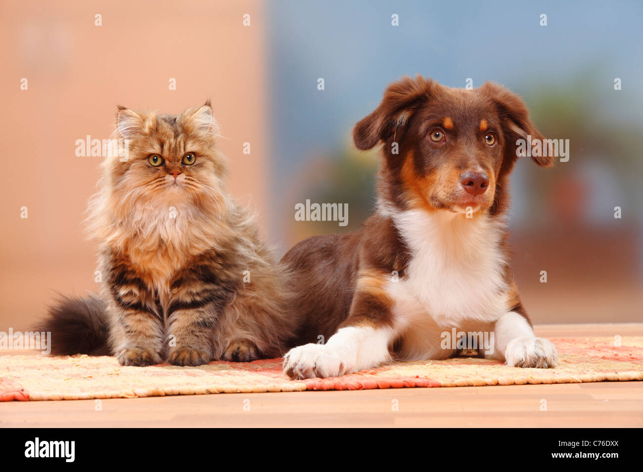 Australian Shepherd, red-tri, 5 months, and Britisch Longhair Cat / Highlander, Lowlander, Britanica Stock Photo