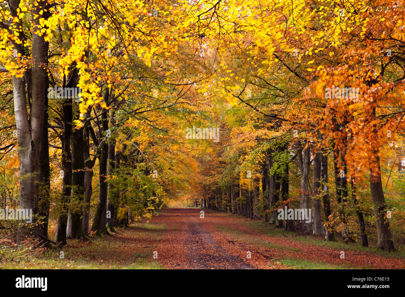 A view along an avenue of beech trees in autumn in Grovely woods near Wilton Wiltshire UK with wind blowing the leaves Stock Photo