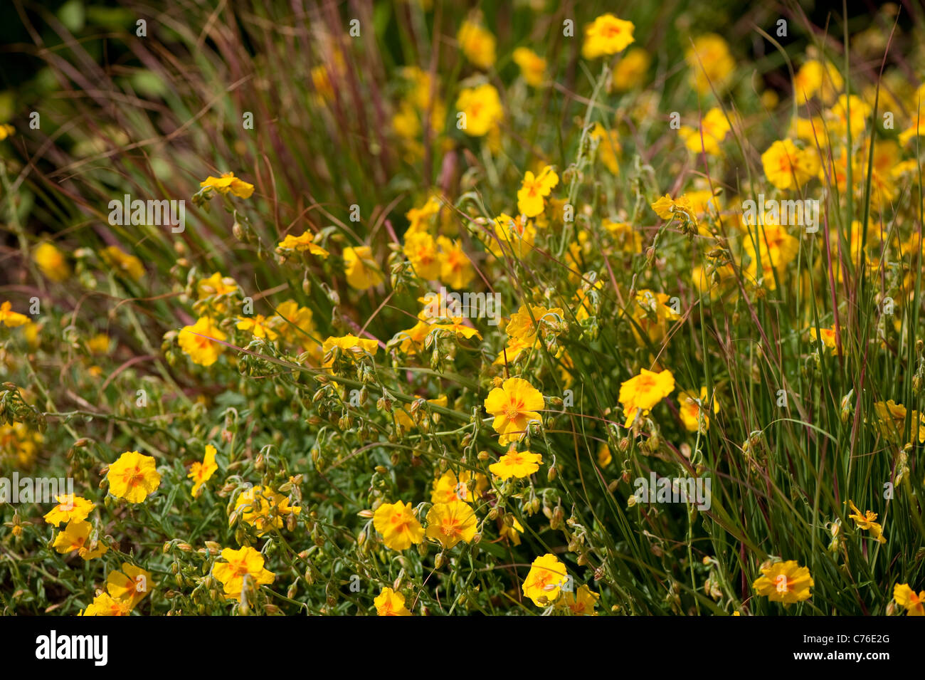 Helianthemum ‘Butter and Eggs’, Rock Rose, in flower Stock Photo