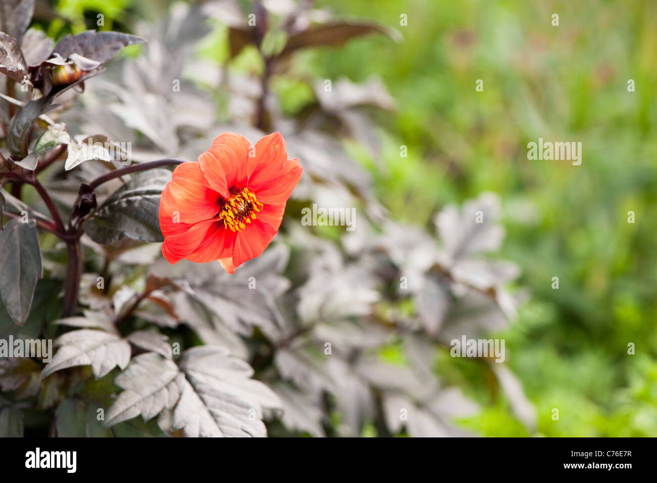 Dahlia ‘Bishop of Oxford’ in flower Stock Photo - Alamy