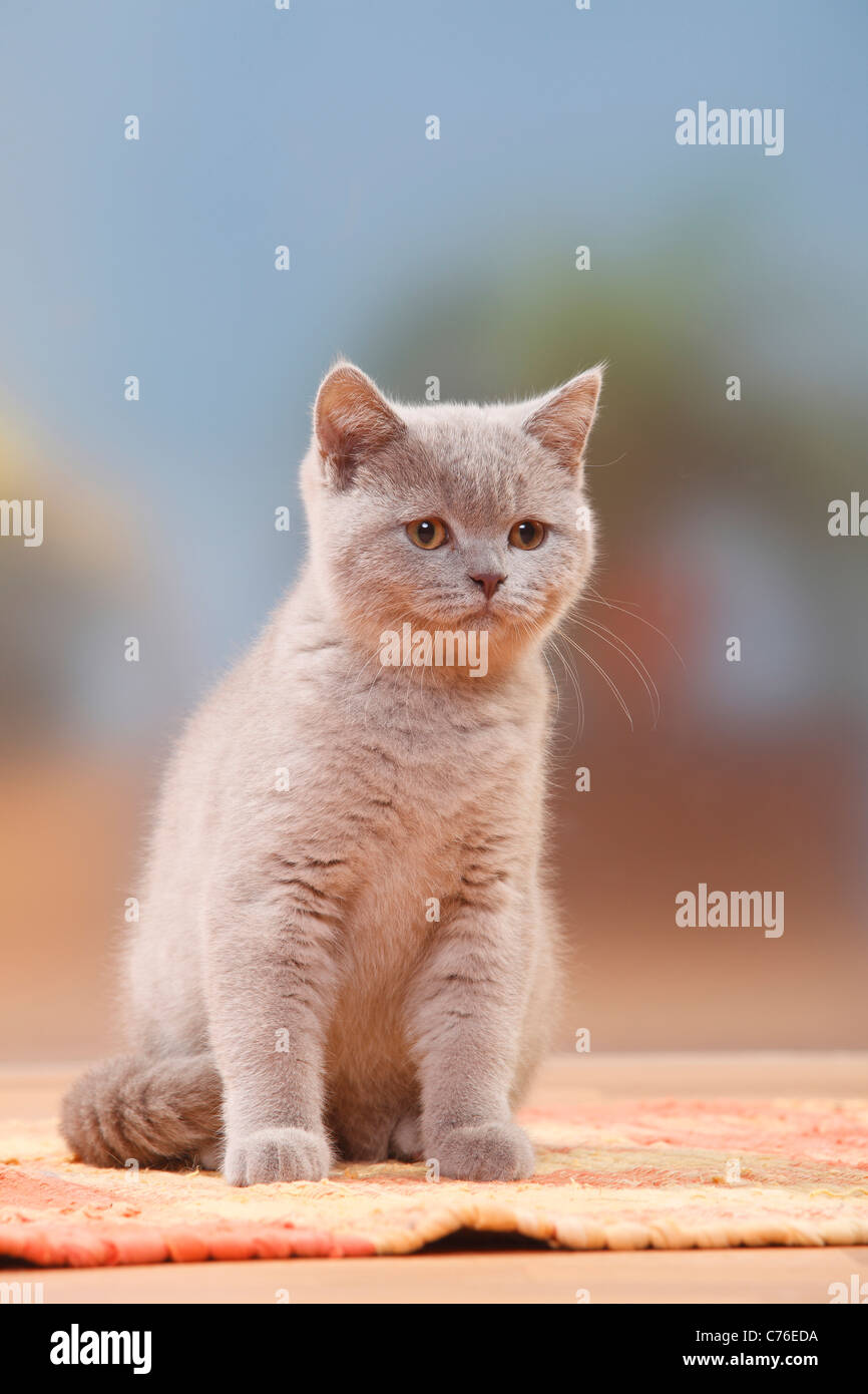 British Shorthair Cat Kitten Lilac 4 Months Stock Photo