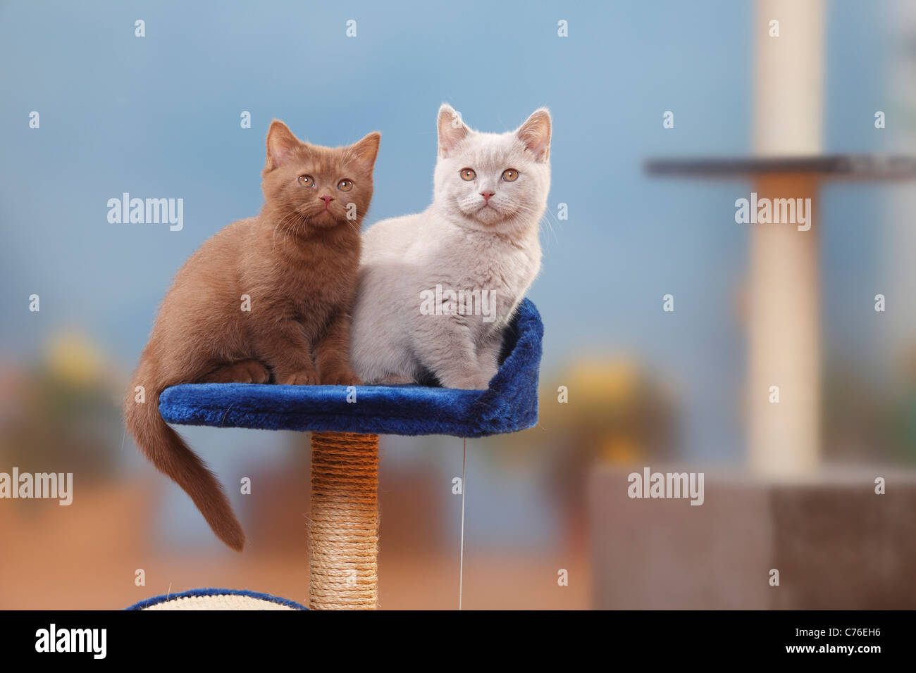 British Shorthair Cats, kittens, cinnamon and fawn, 3 month / cat tree