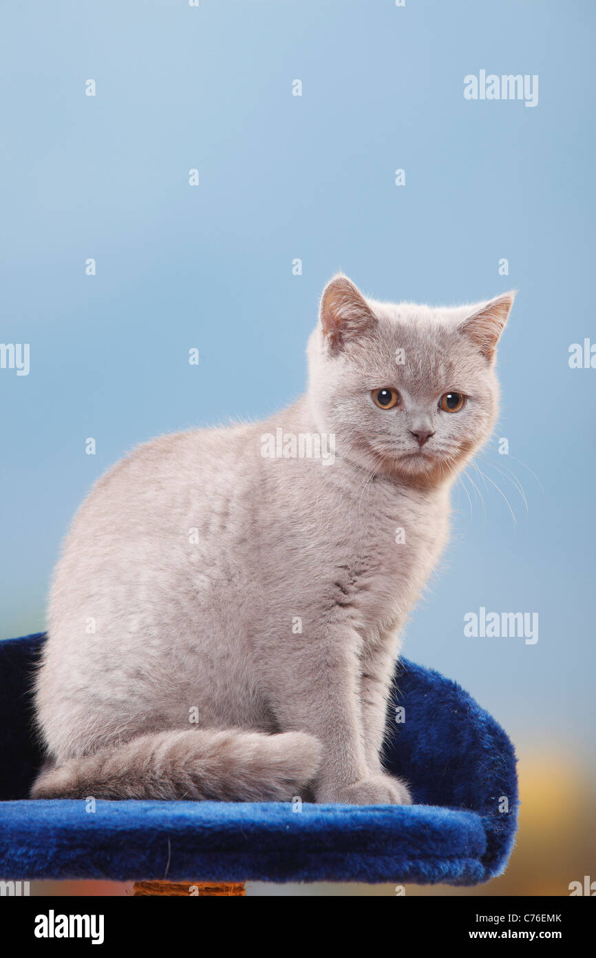 British Shorthair Cat, kitten, lilac, 4 months Stock Photo - Alamy