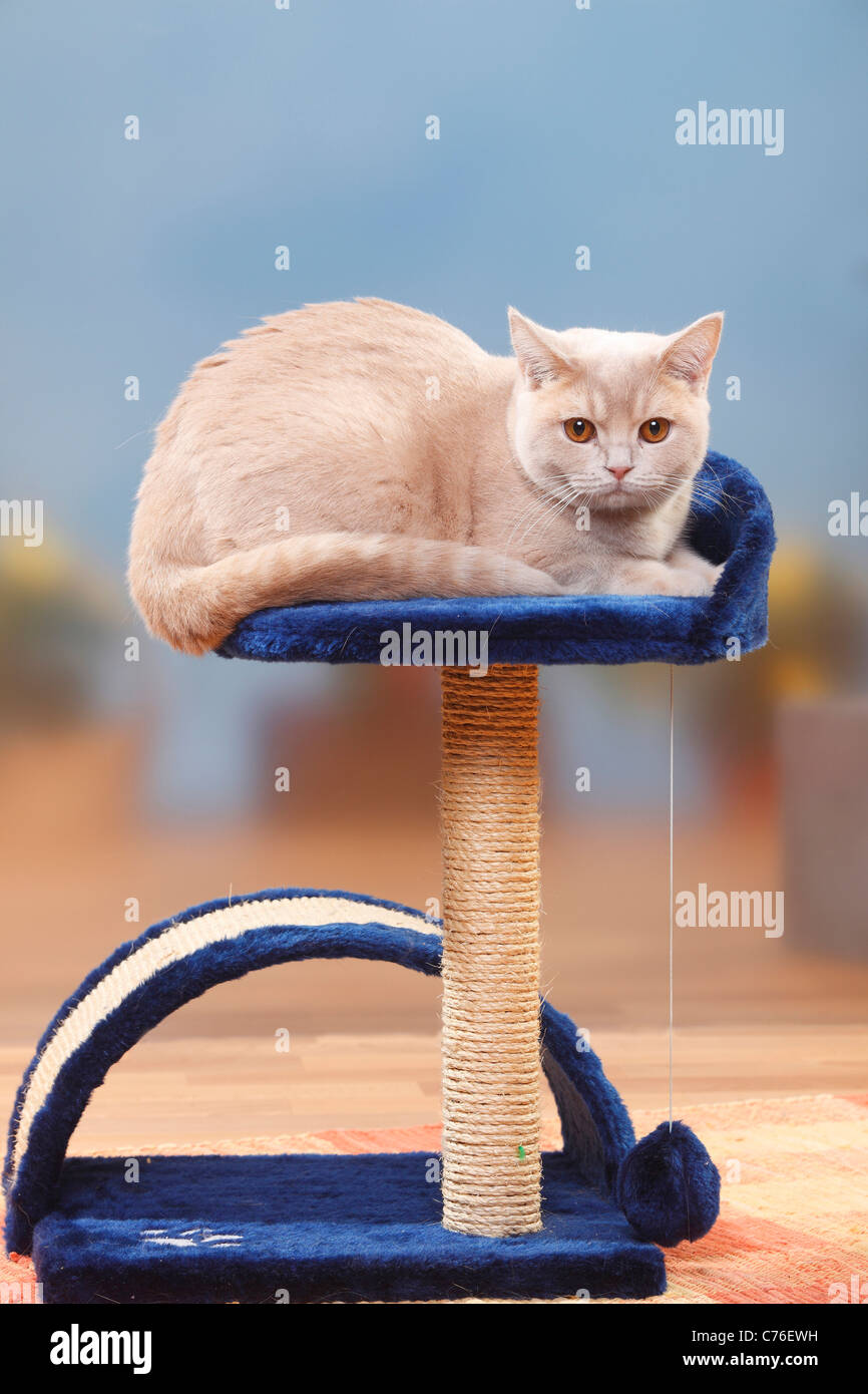 British Shorthair Cat, cream / cat tree Stock Photo