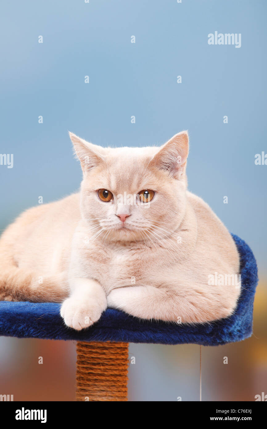 British Shorthair Cat, cream Stock Photo