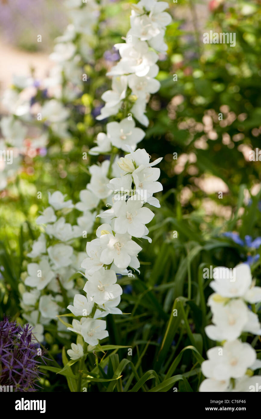 Campanula latiloba ‘Alba’, Great Bellflower, in bloom Stock Photo