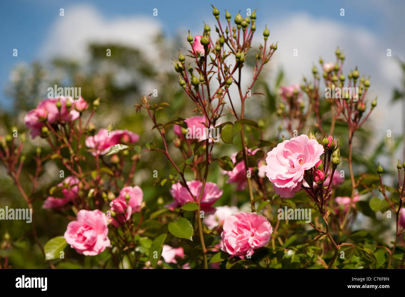 Rosa bonica ‘Meidomonac’, Rose Bonica, in flower Stock Photo